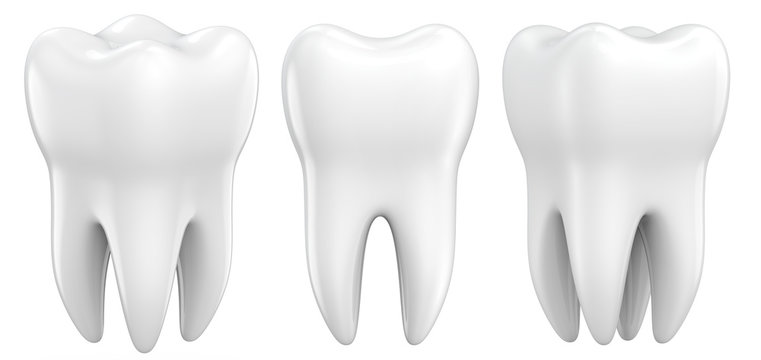 premolars teeth