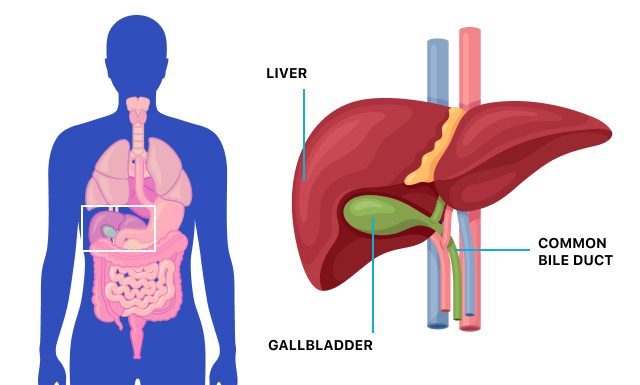 gallbladder medical