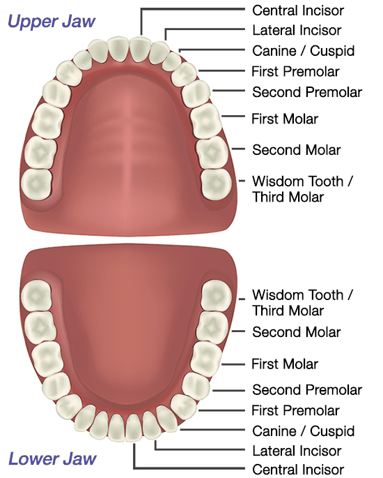 teeth anatomy