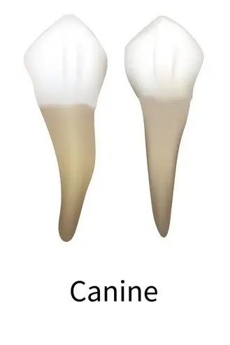canine teeth 