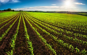 agricultural land