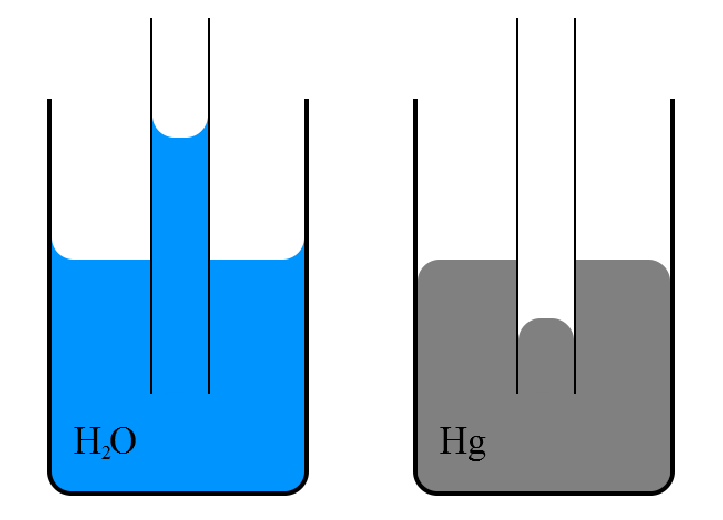 Fig: Capillarity effect on water and mercury