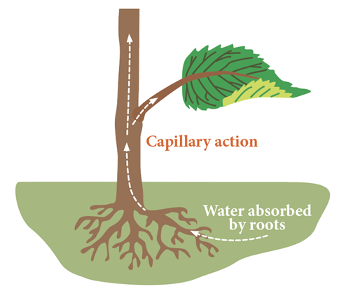 Capillary action