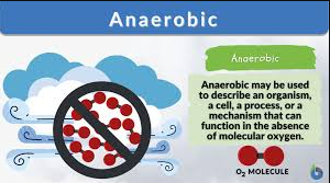 Anaerobic respiration