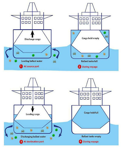  Ballast water discharge criteria